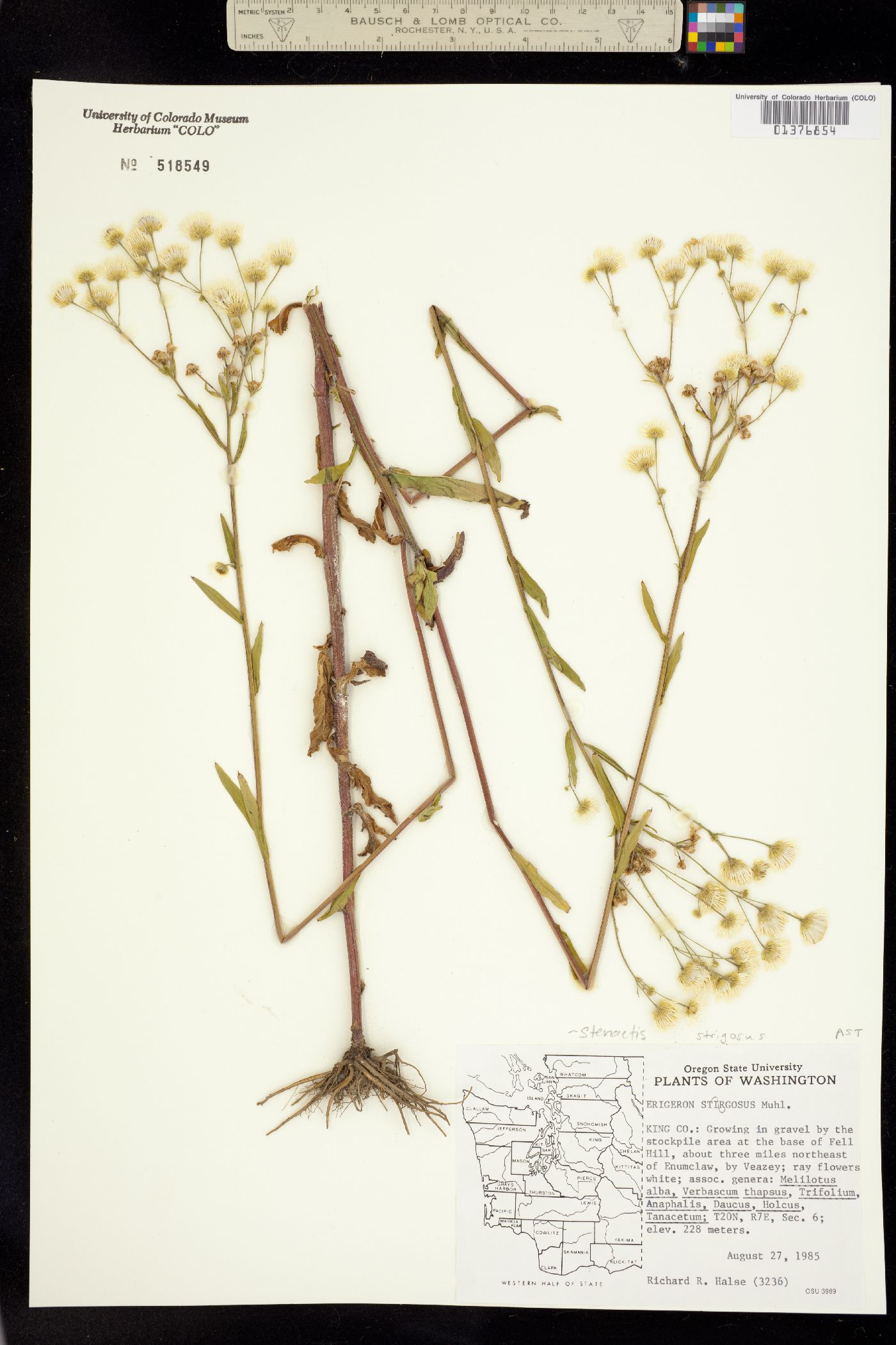 Stenactis strigosa image