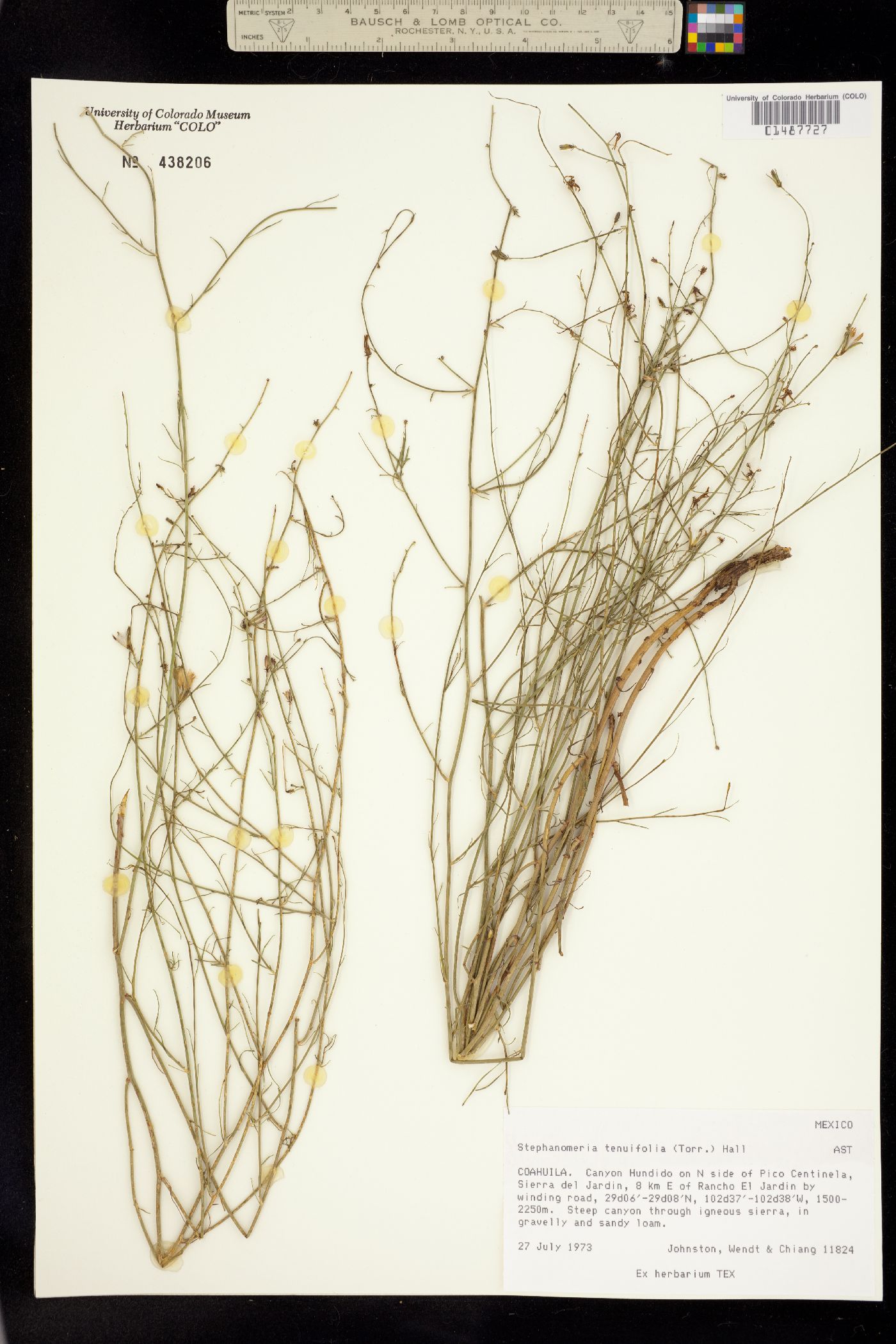 Stenactis image