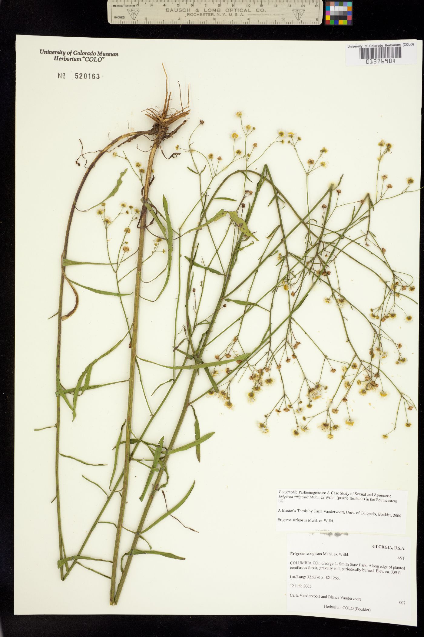 Stenactis strigosa image