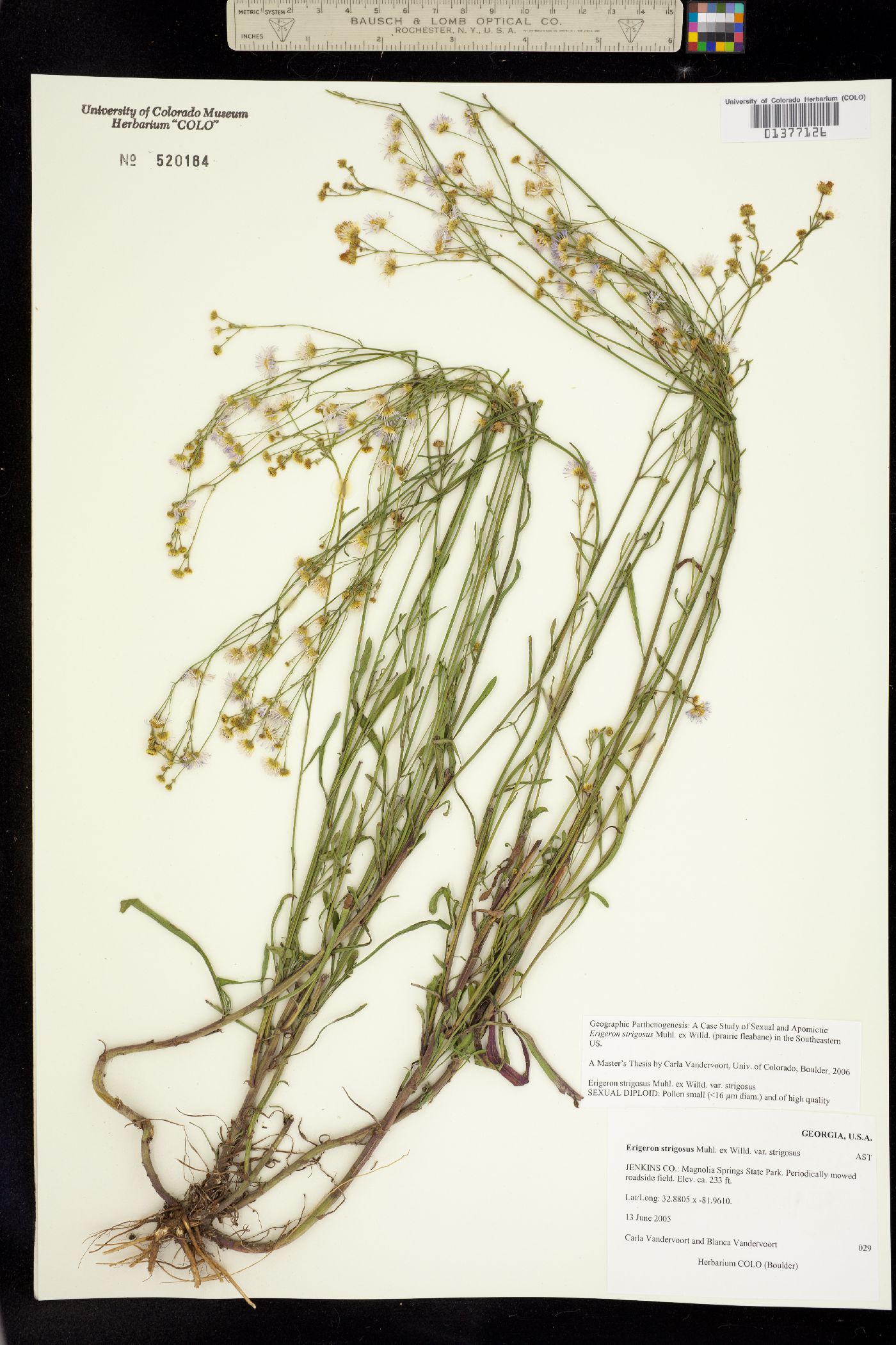 Stenactis strigosa image