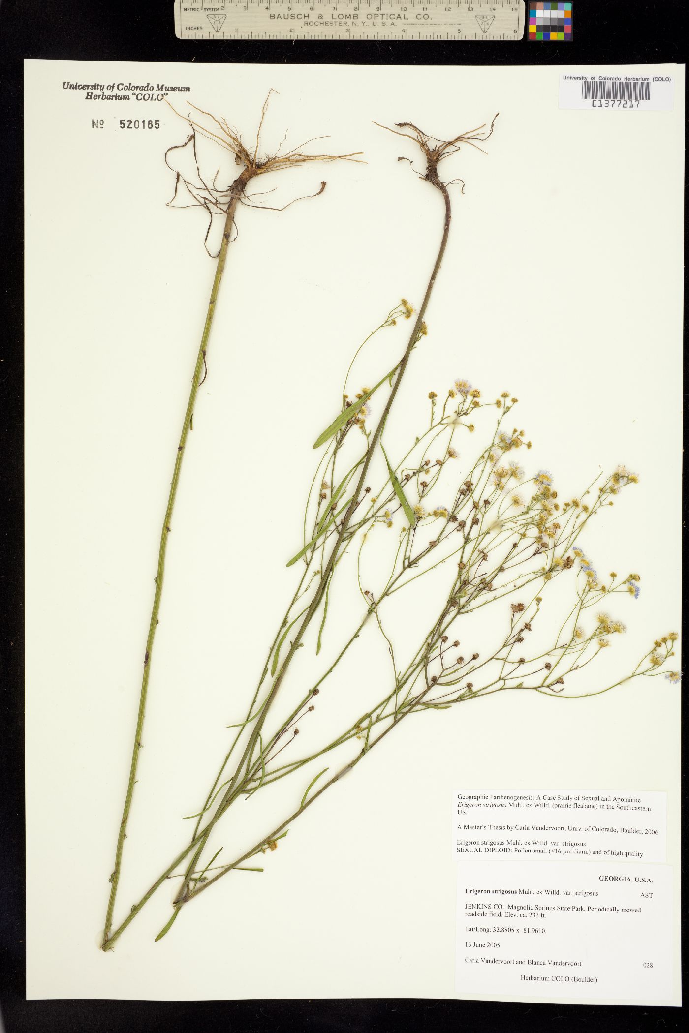 Stenactis strigosa image