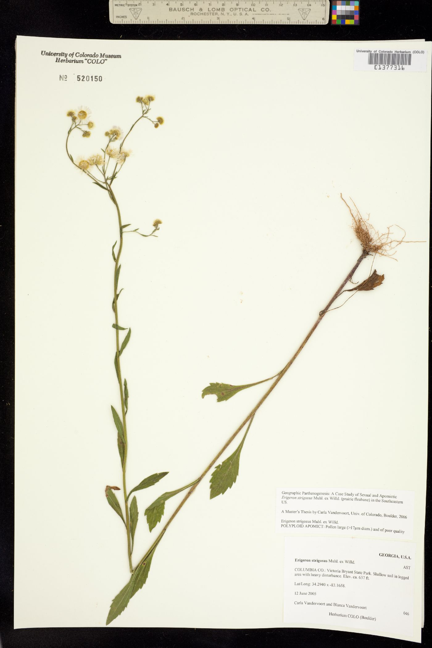 Stenactis strigosa image