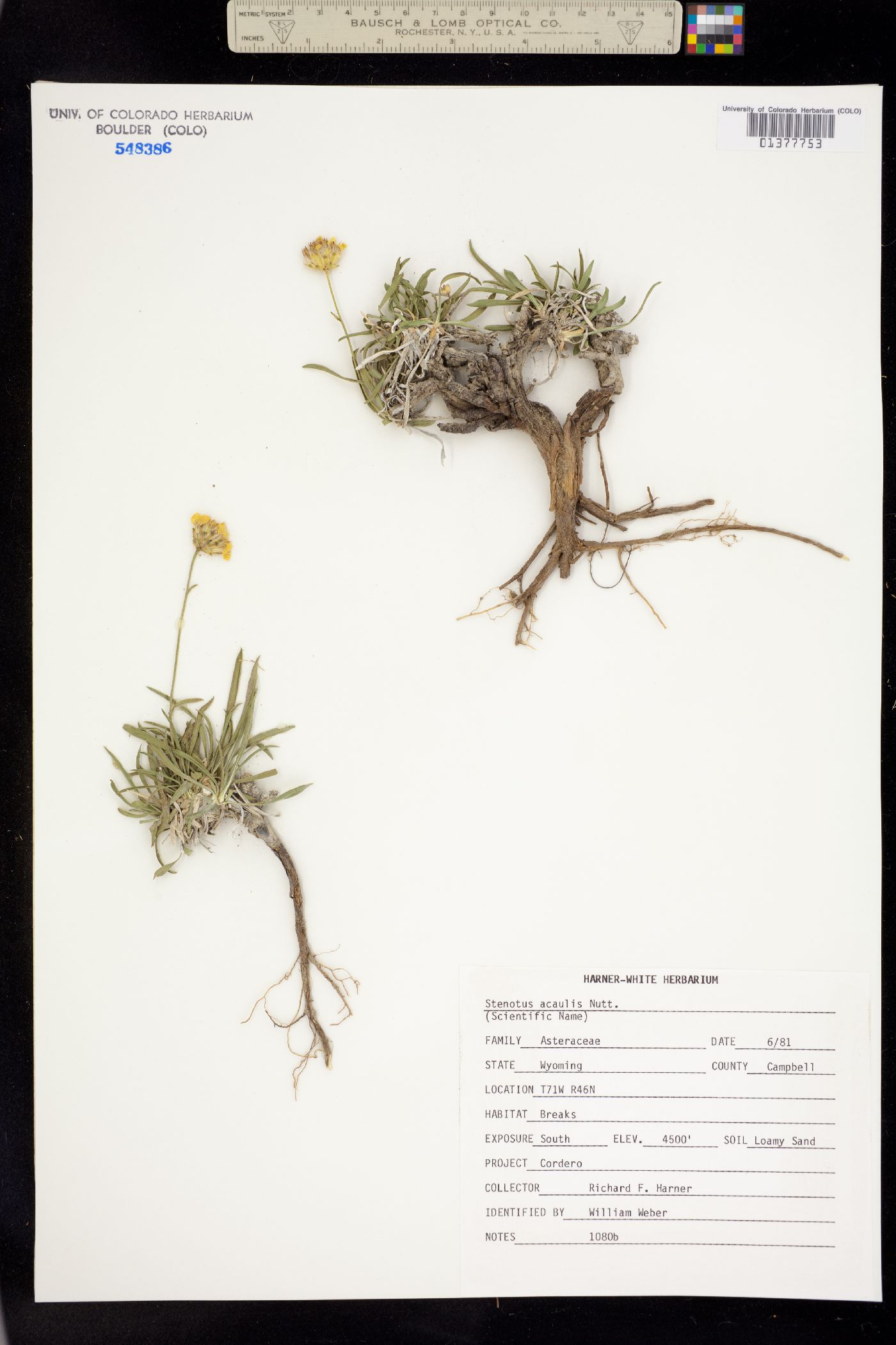 Stenotus acaulis image