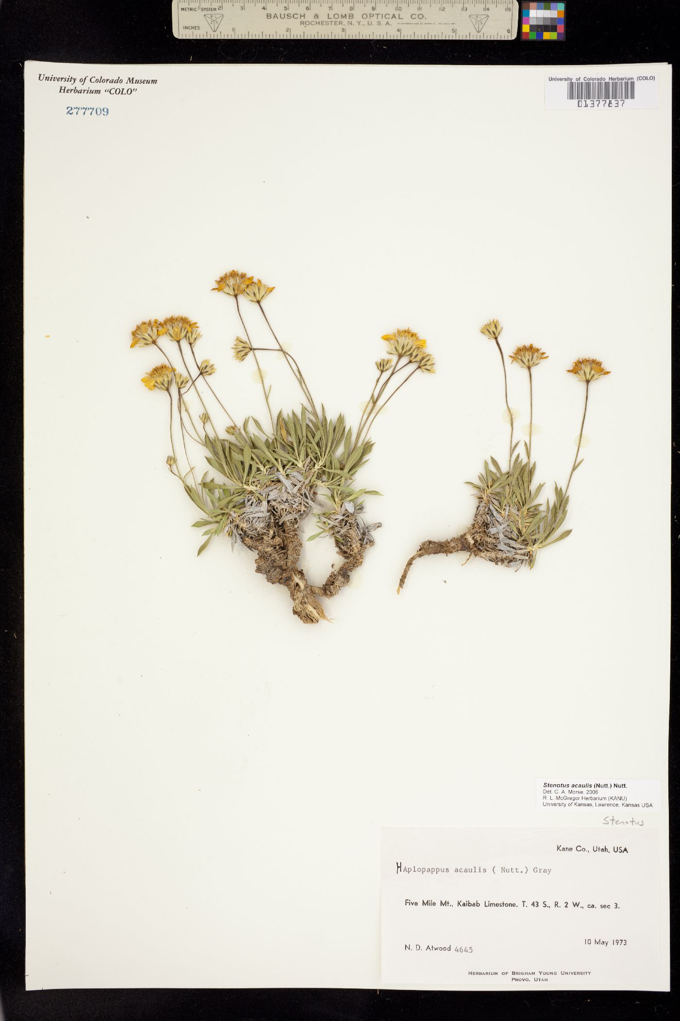 Stenotus acaulis image