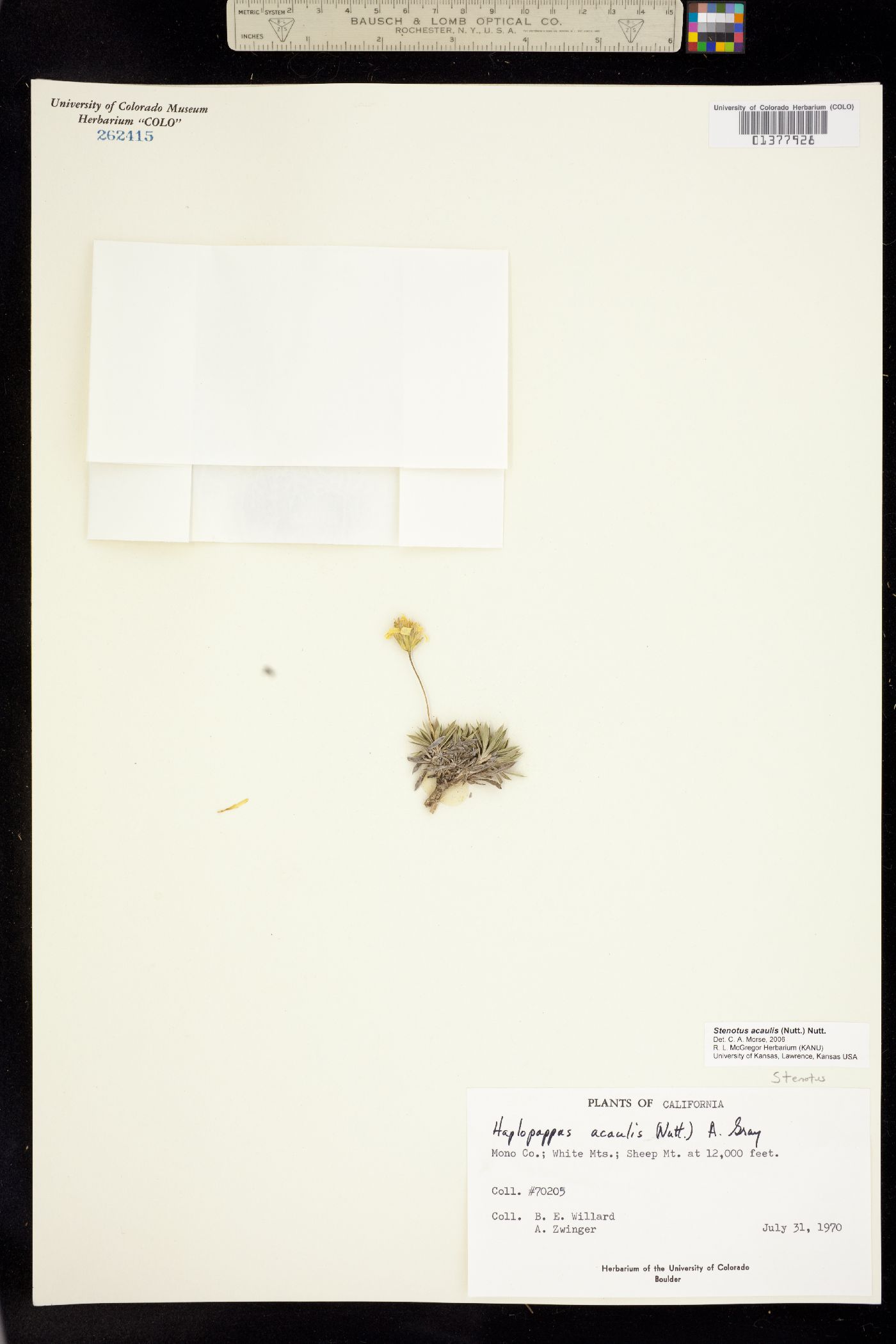 Stenotus acaulis image