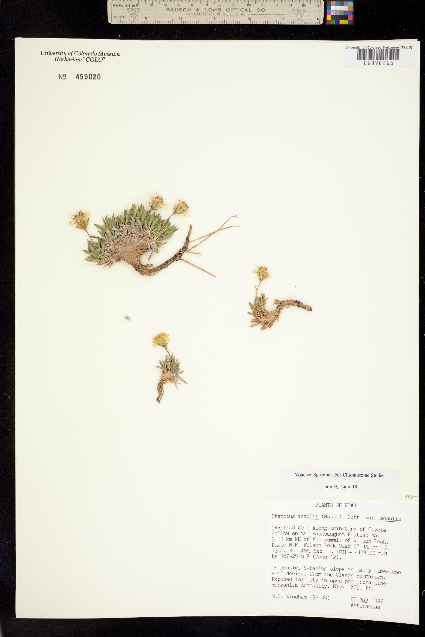 Stenotus acaulis image