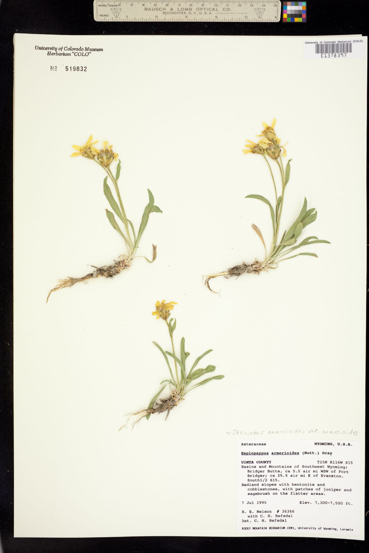 Stenotus armerioides image