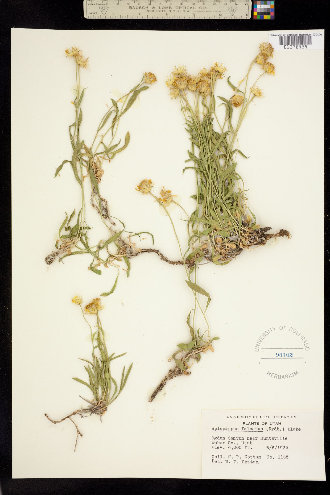 Stenotus falcatus image