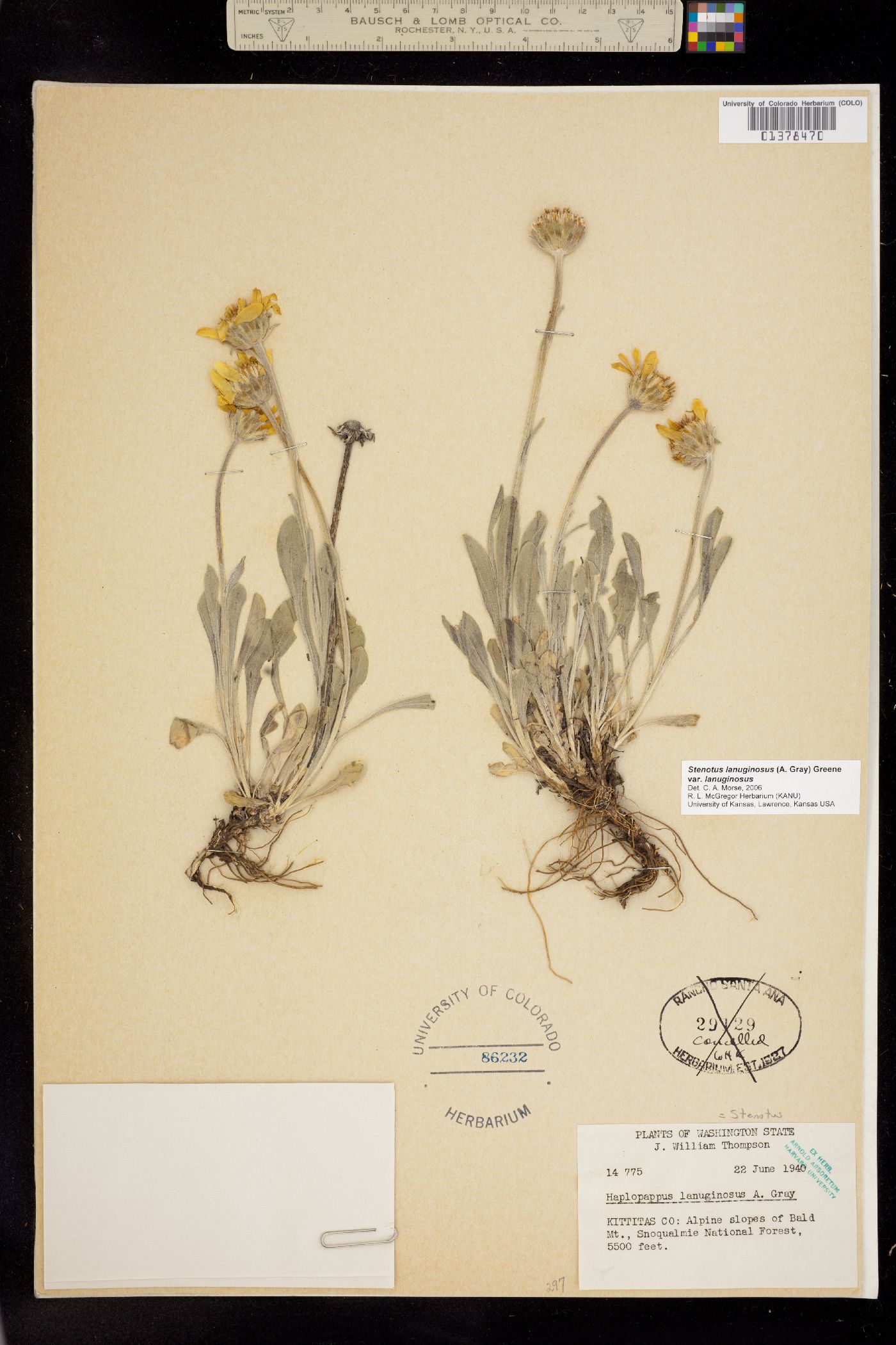 Stenotus lanuginosus image