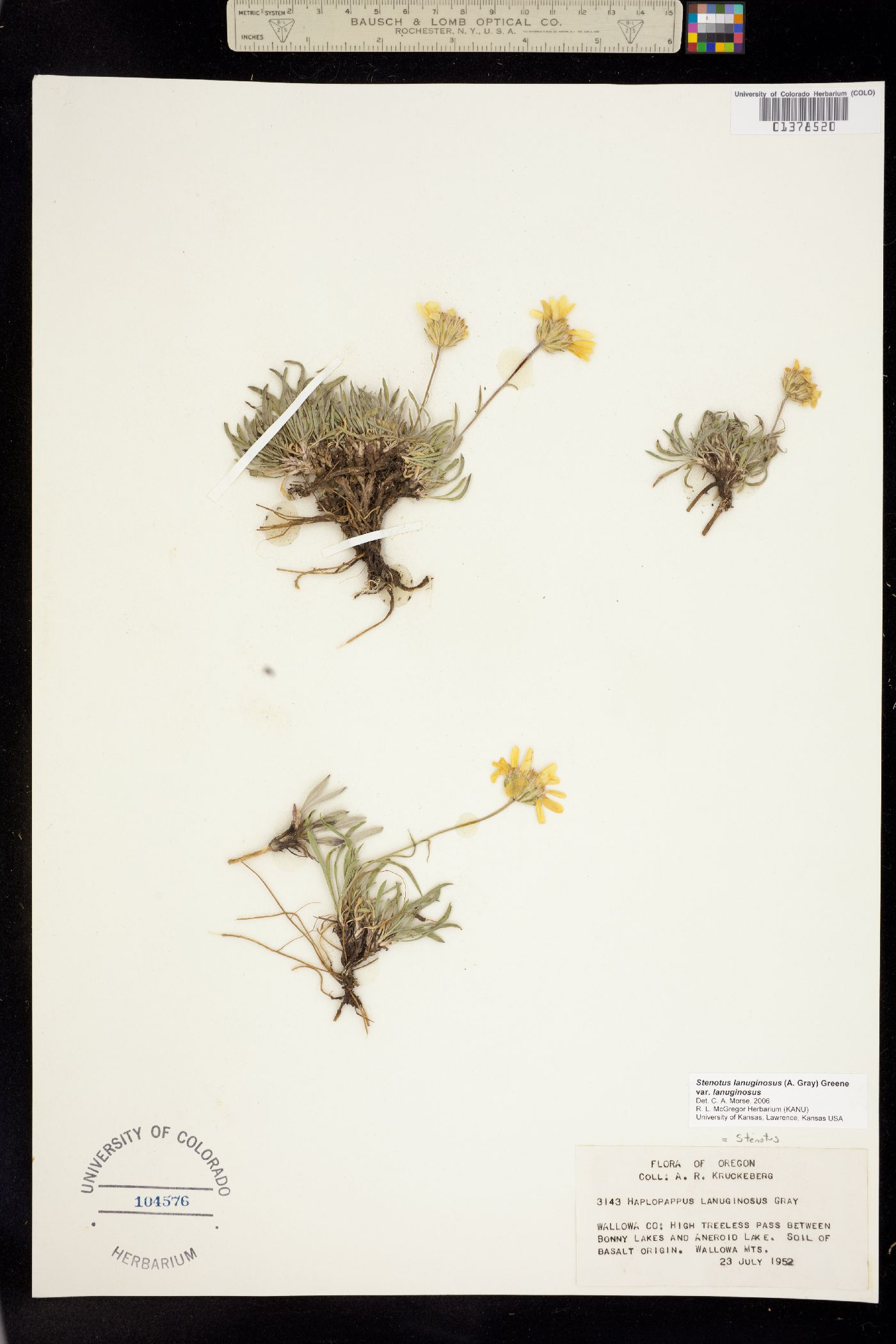 Stenotus lanuginosus image