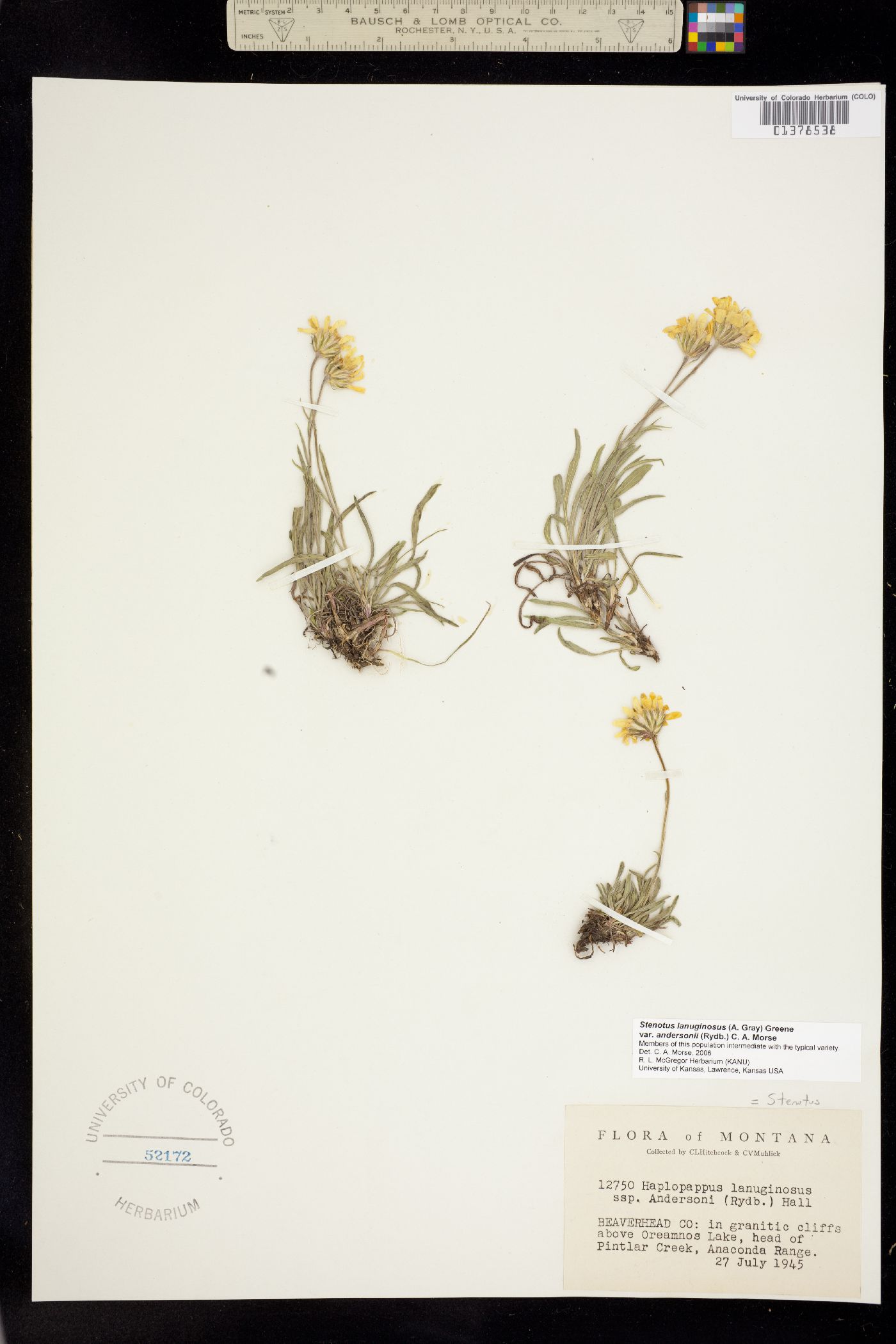 Stenotus lanuginosus image
