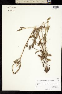 Stephanodoria tomentella image