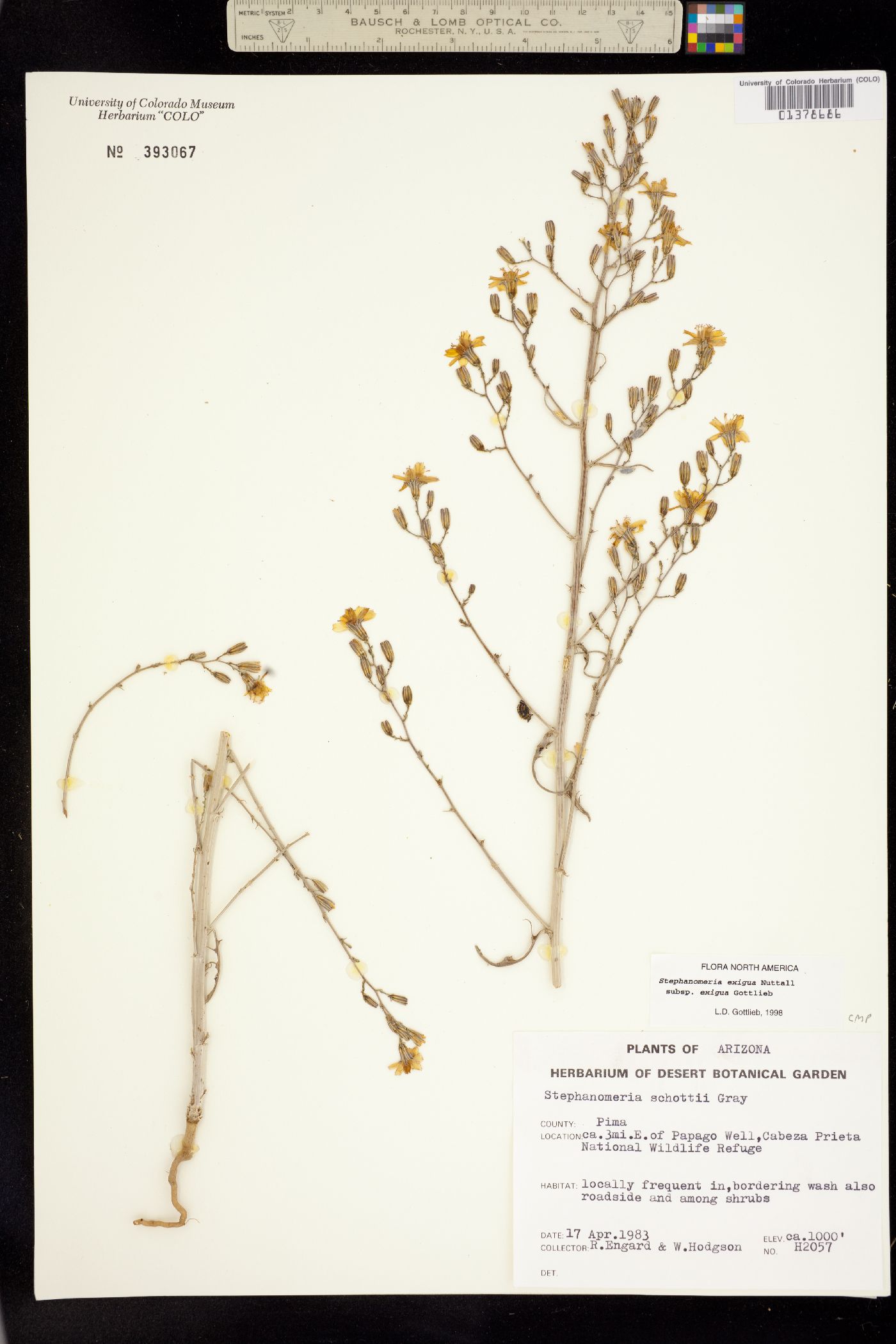 Stephanomeria exigua ssp. exigua image