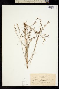 Stephanomeria paniculata image