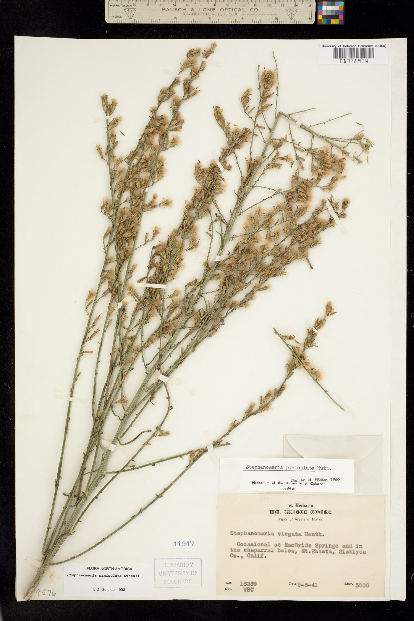 Stephanomeria paniculata image