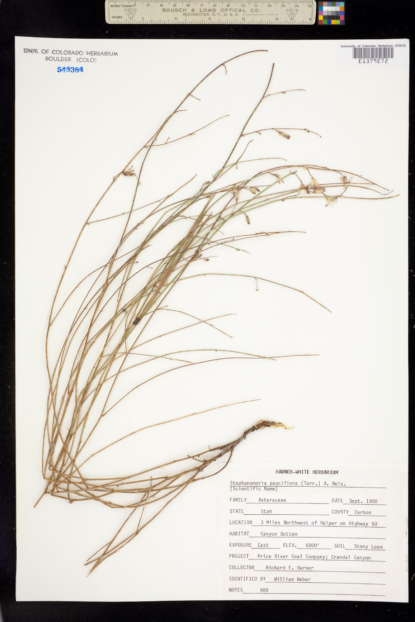 Stephanomeria pauciflora image