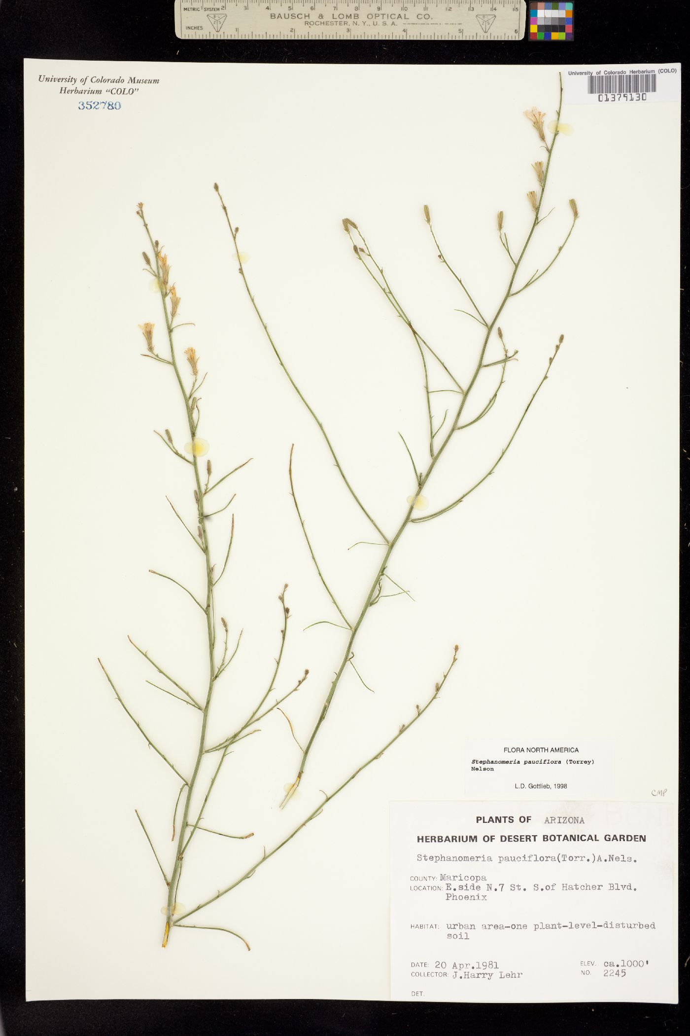 Stephanomeria pauciflora image