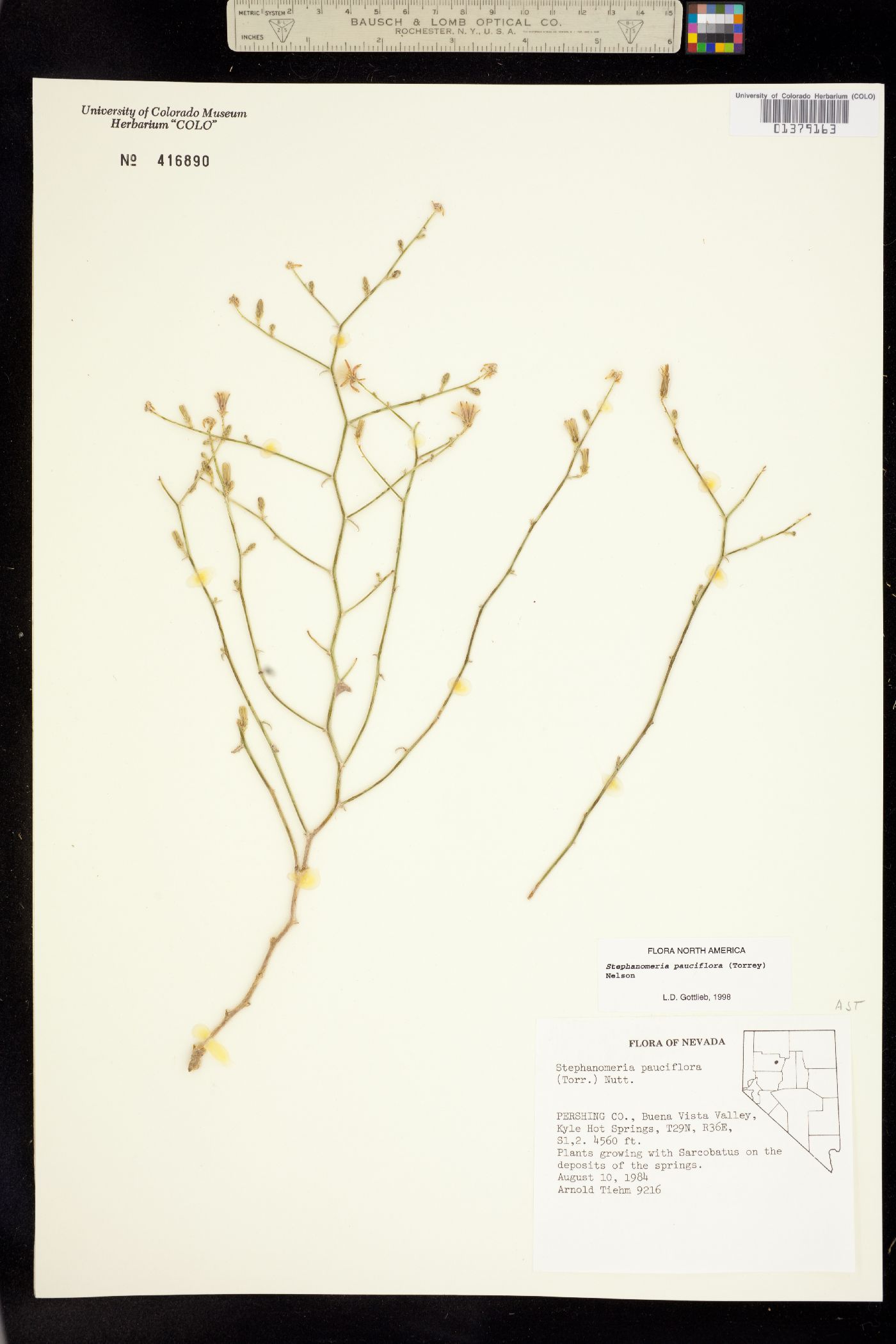 Stephanomeria pauciflora image