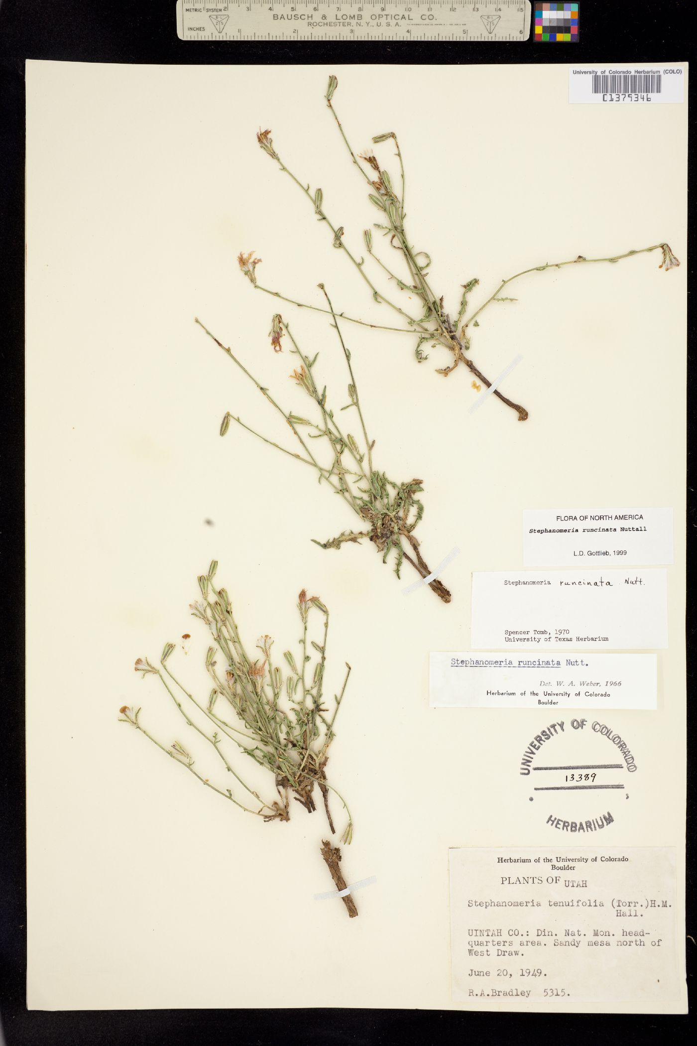 Stephanomeria runcinata image