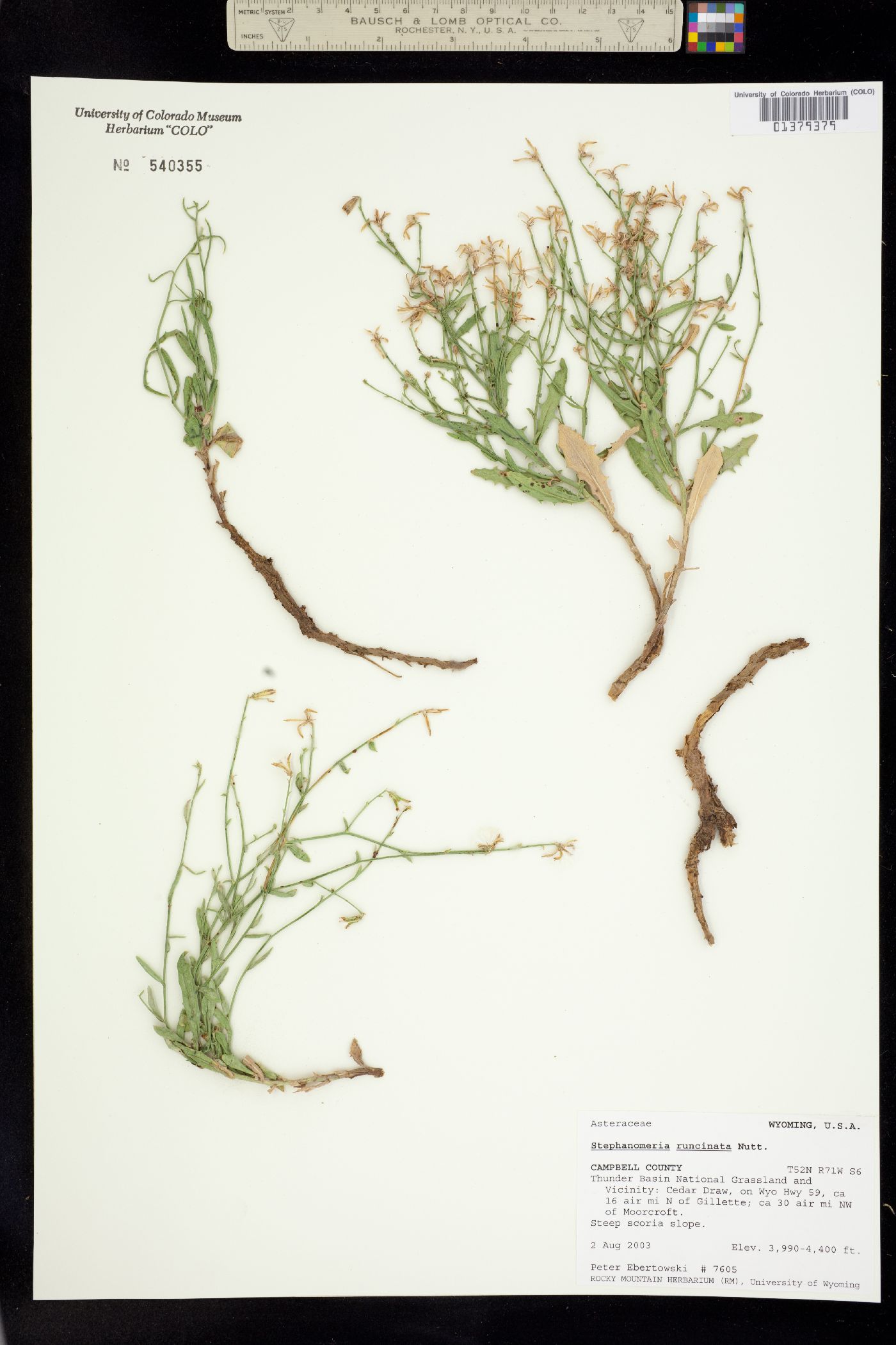 Stephanomeria runcinata image