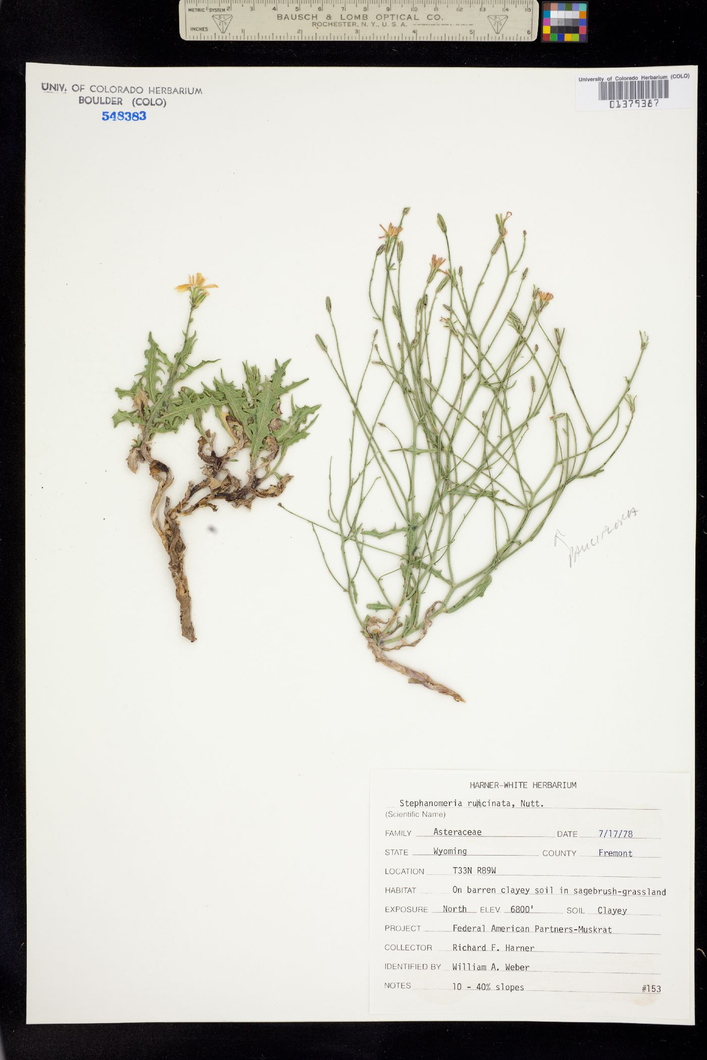 Stephanomeria runcinata image