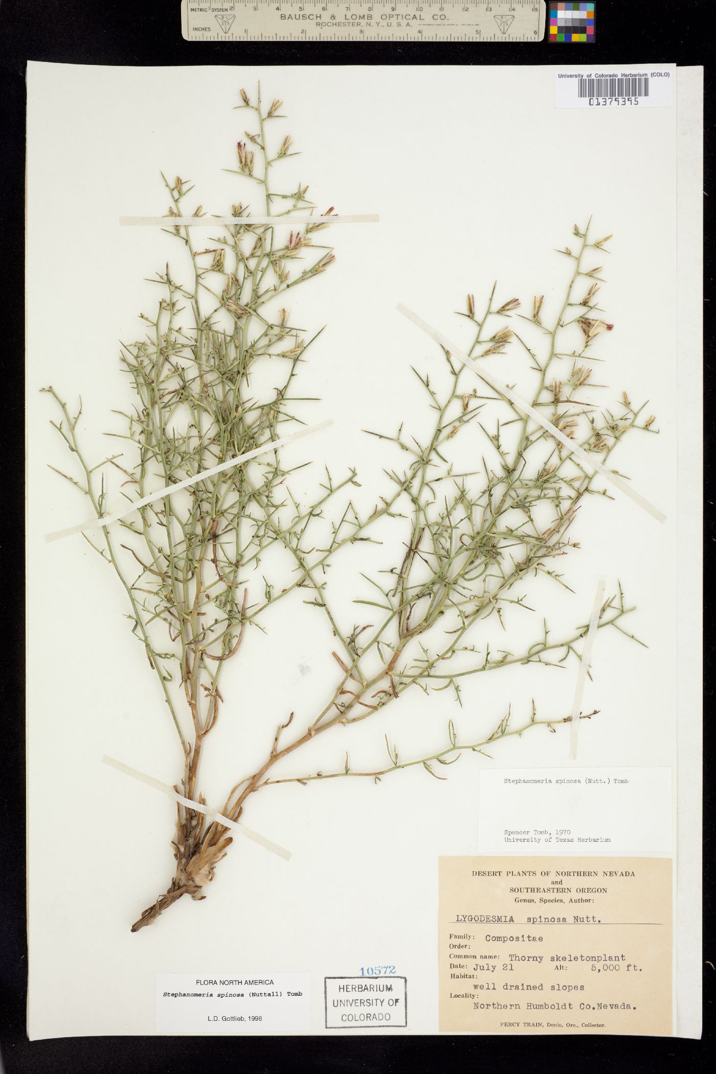 Stephanomeria spinosa image