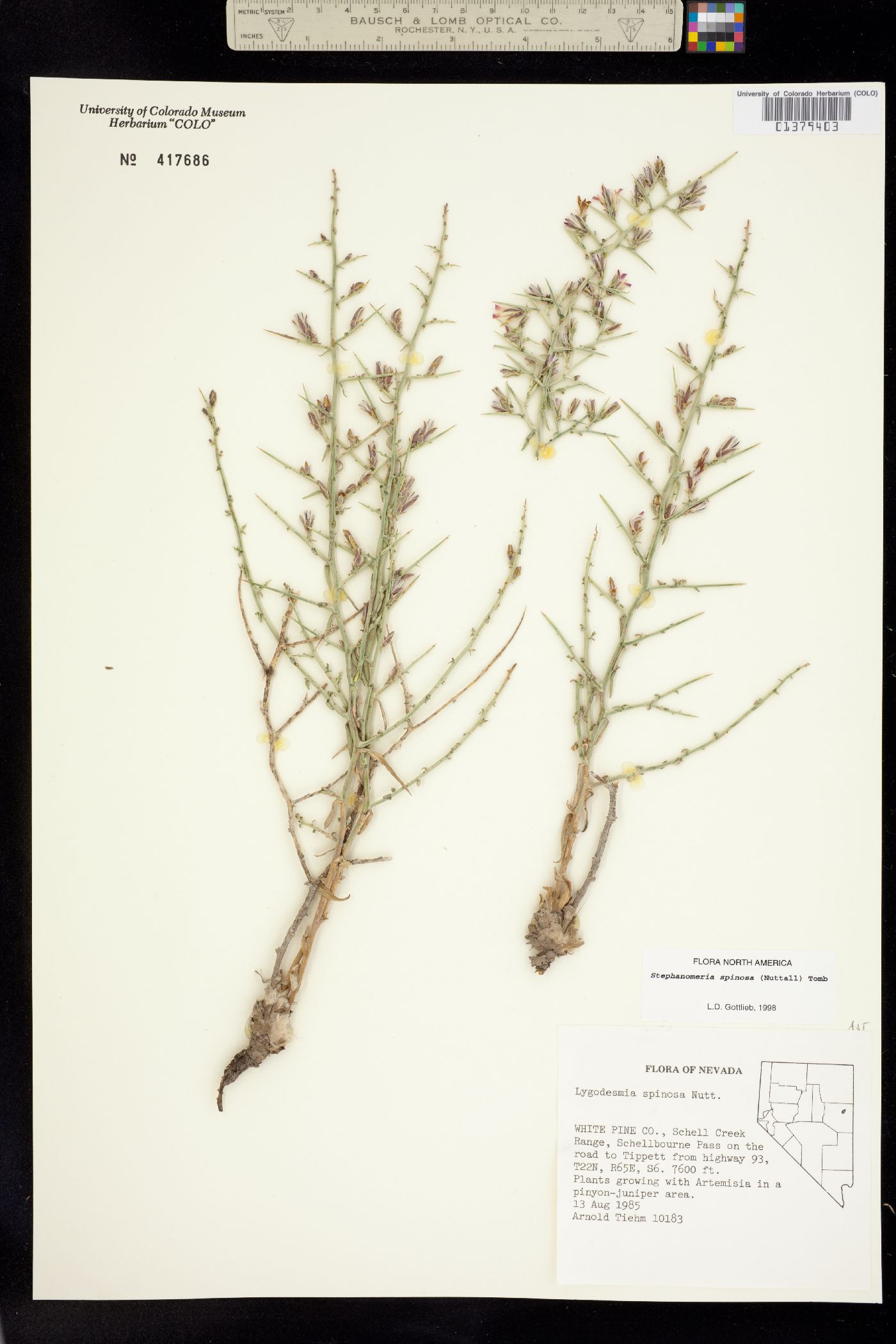 Stephanomeria spinosa image