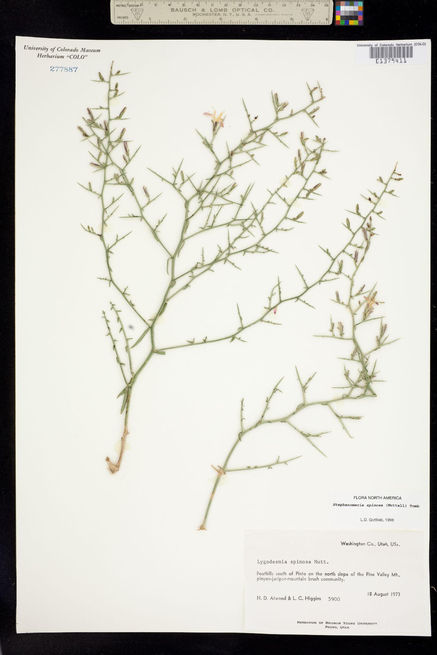 Stephanomeria spinosa image
