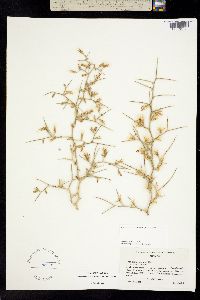 Stephanomeria spinosa image