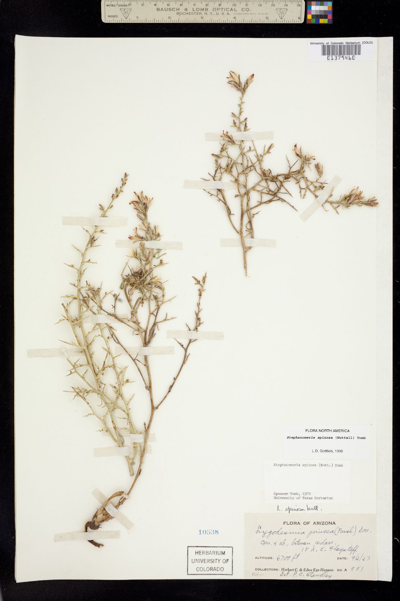 Stephanomeria spinosa image