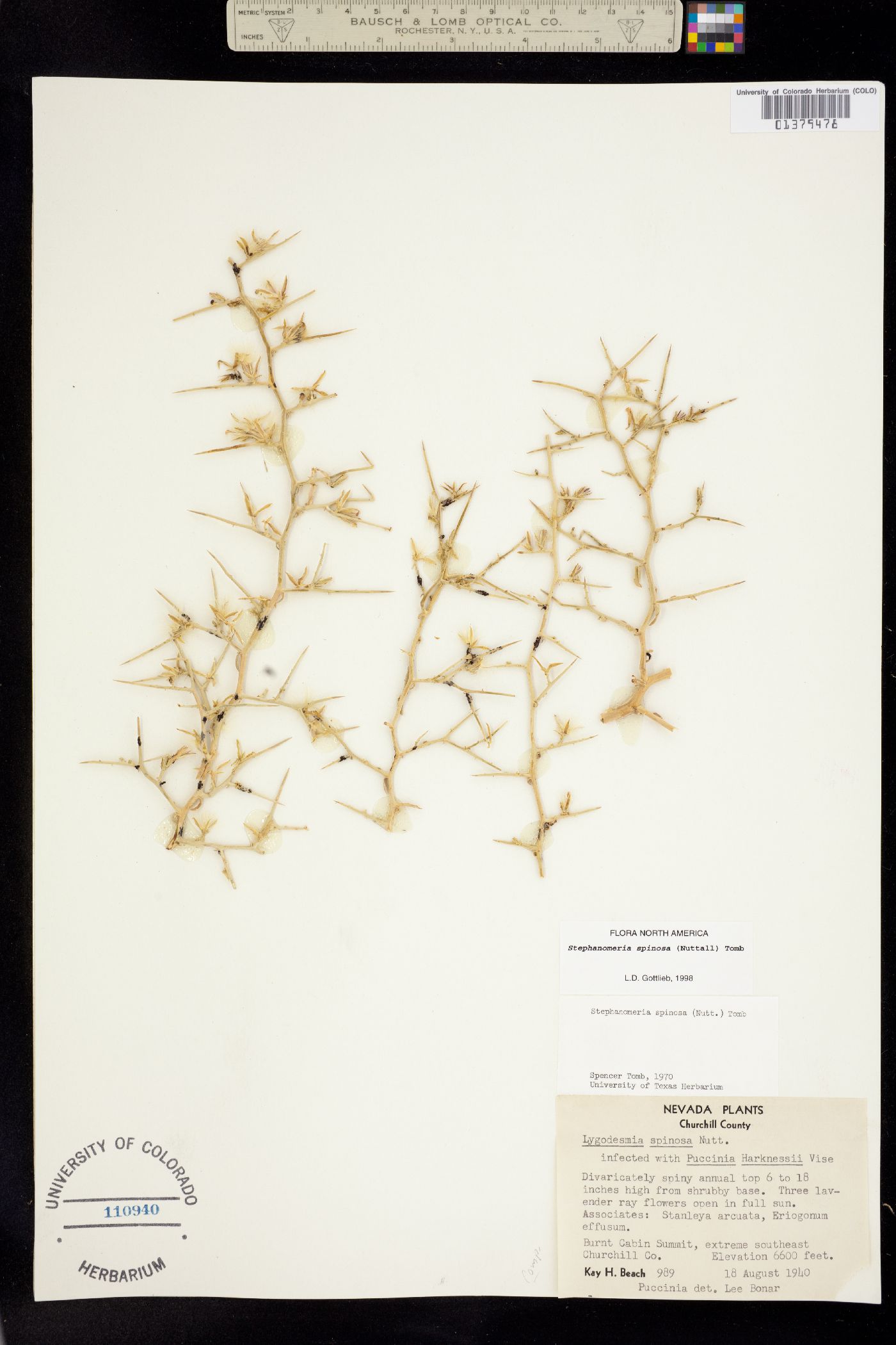 Stephanomeria image
