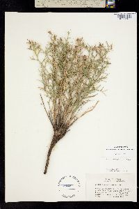 Image of Stephanomeria spinosa