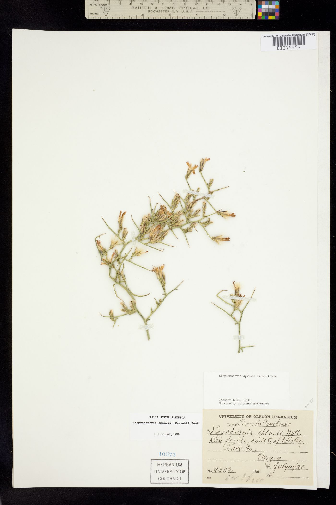 Stephanomeria spinosa image