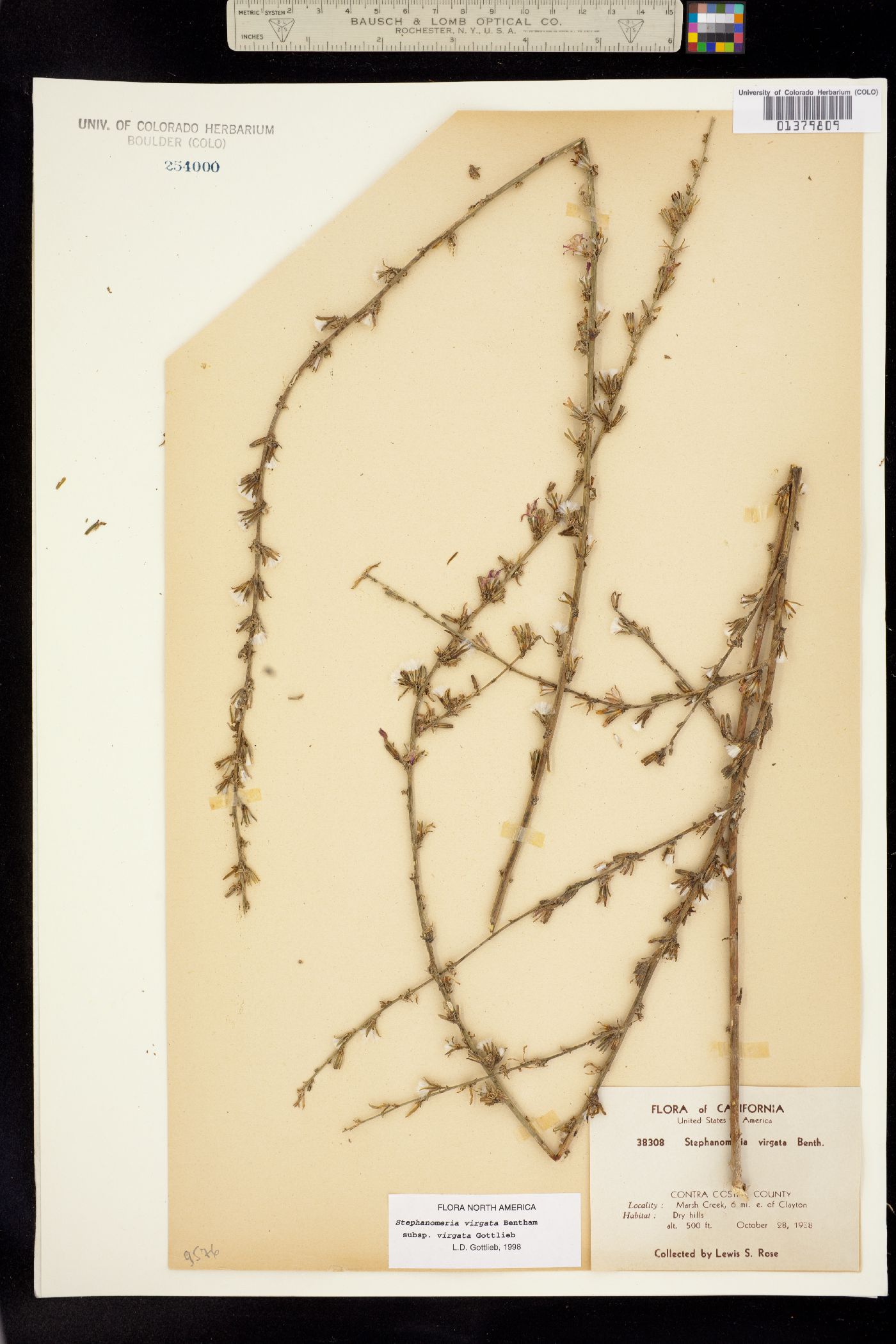 Stephanomeria virgata image