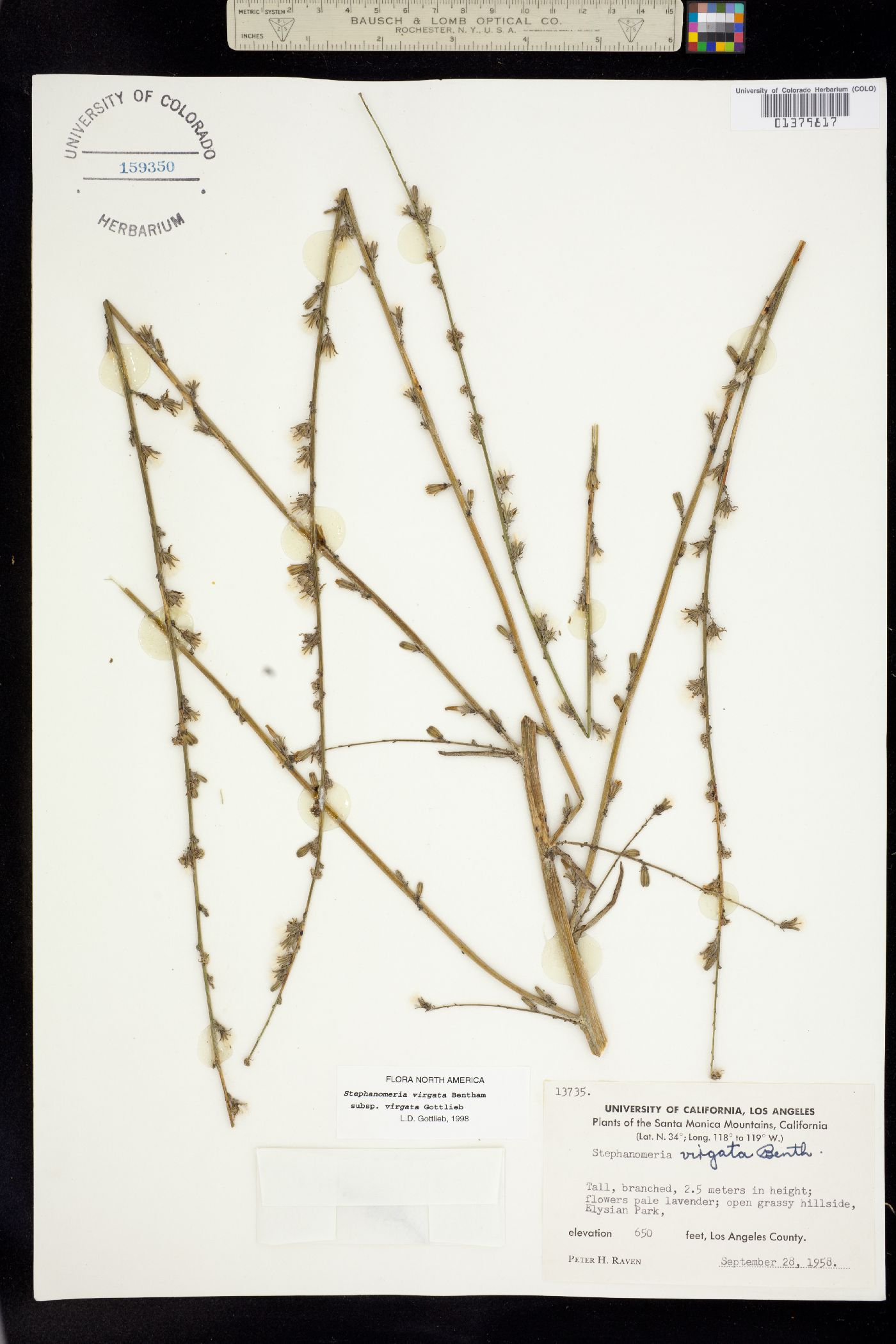 Stephanomeria virgata image
