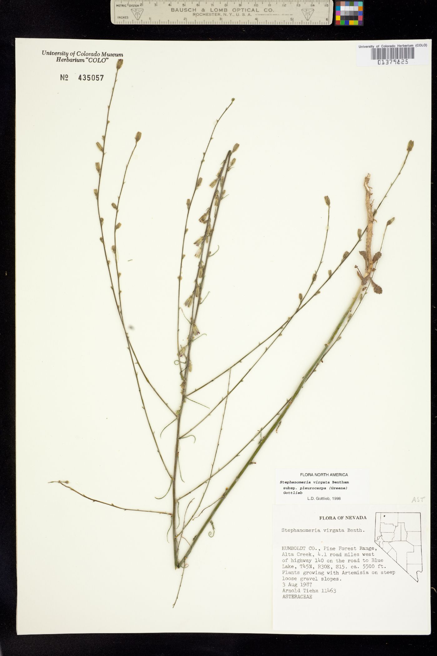 Stephanomeria virgata image