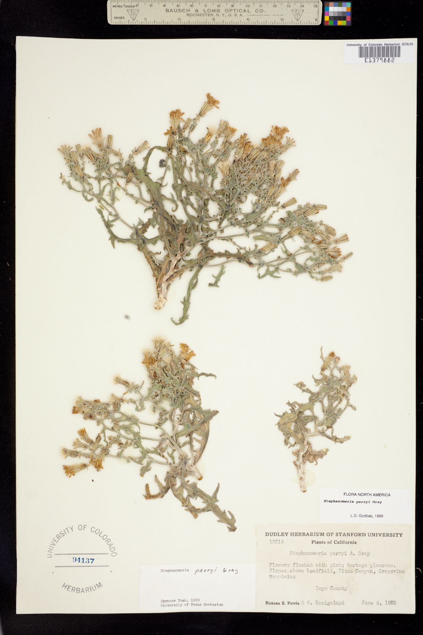 Stephanomeria parryi image