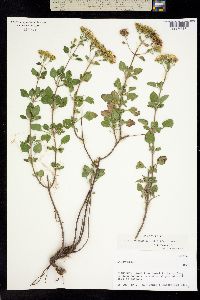 Stevia anadenotricha image