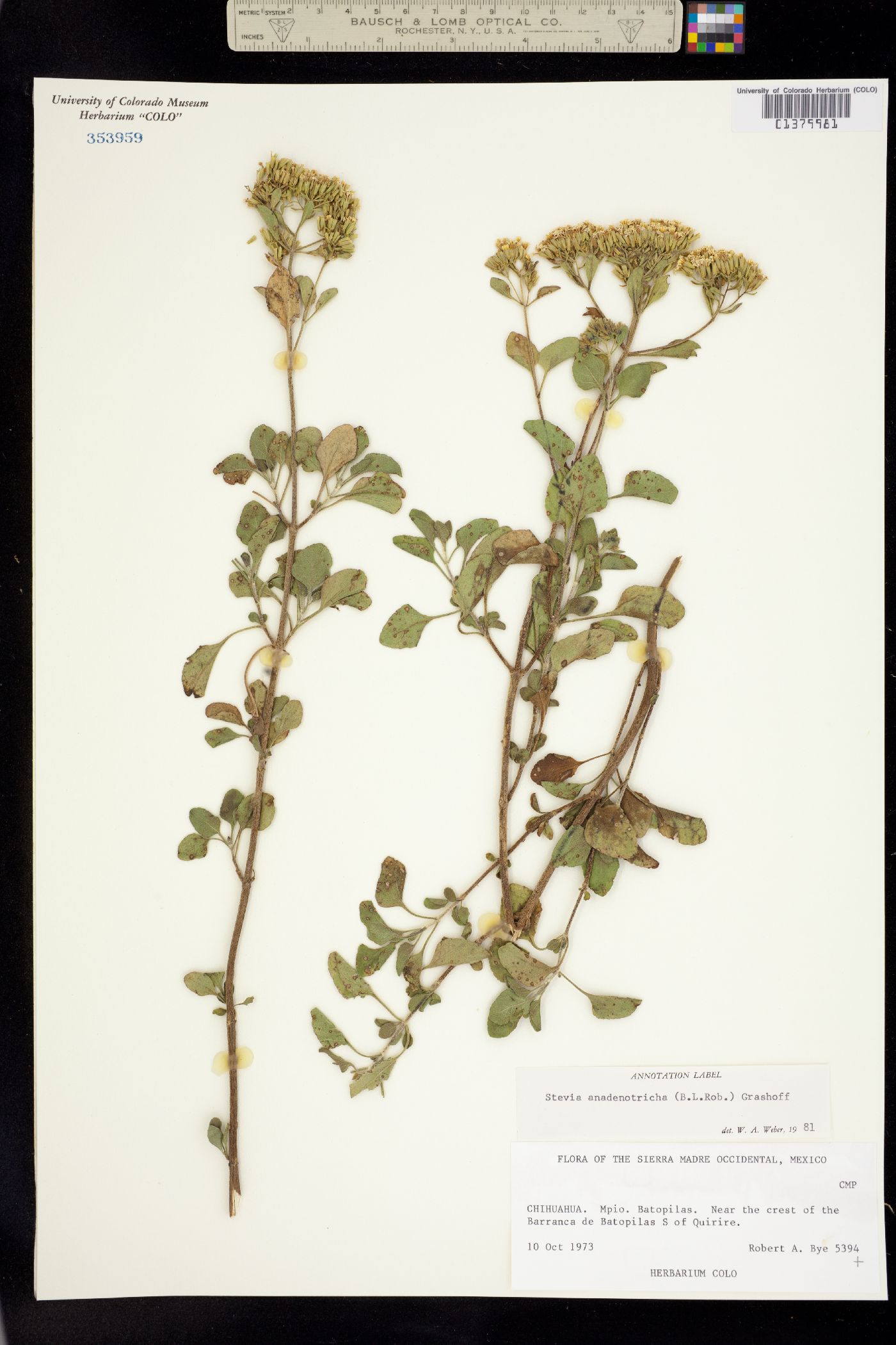 Stevia anadenotricha image