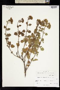 Stevia anadenotricha image