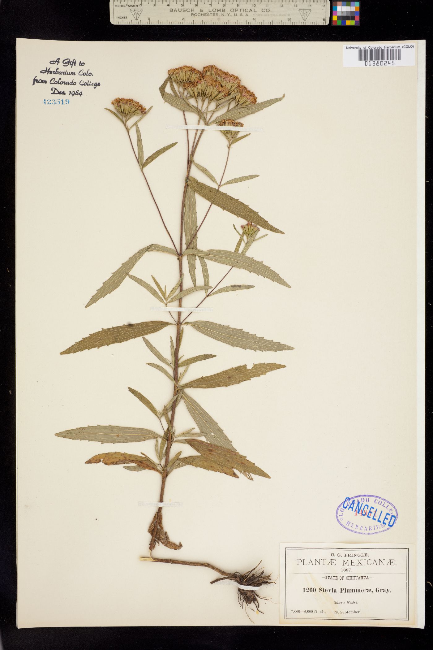 Stevia plummerae image