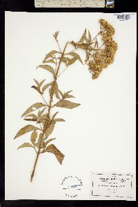 Stevia rhombifolia image