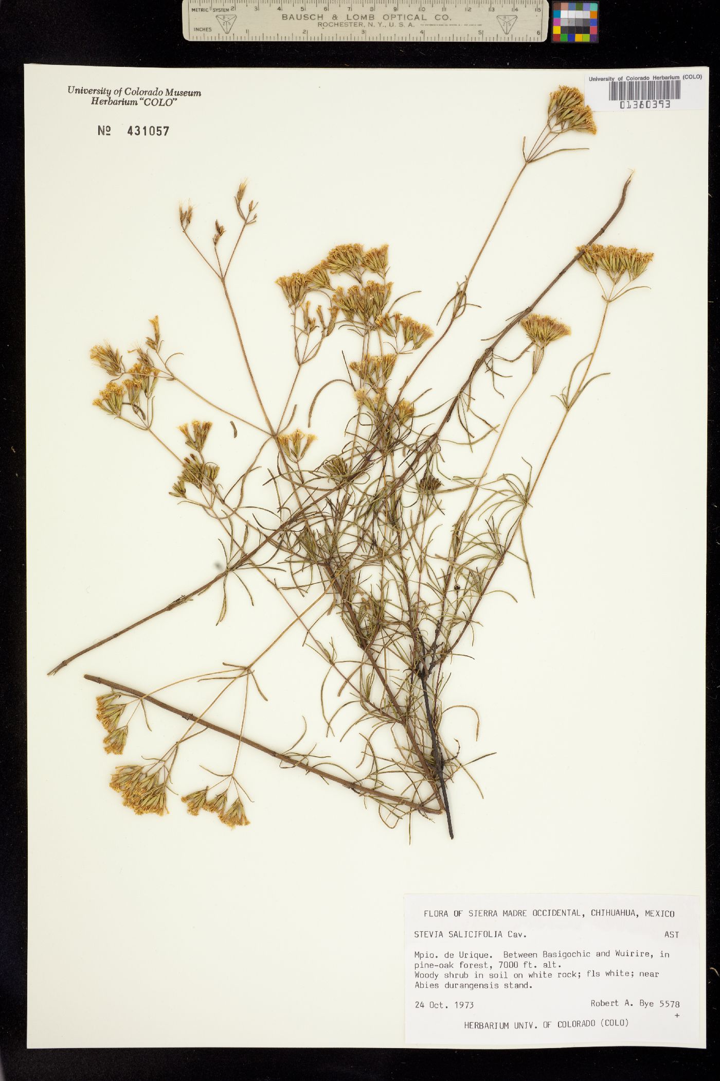 Stevia salicifolia image