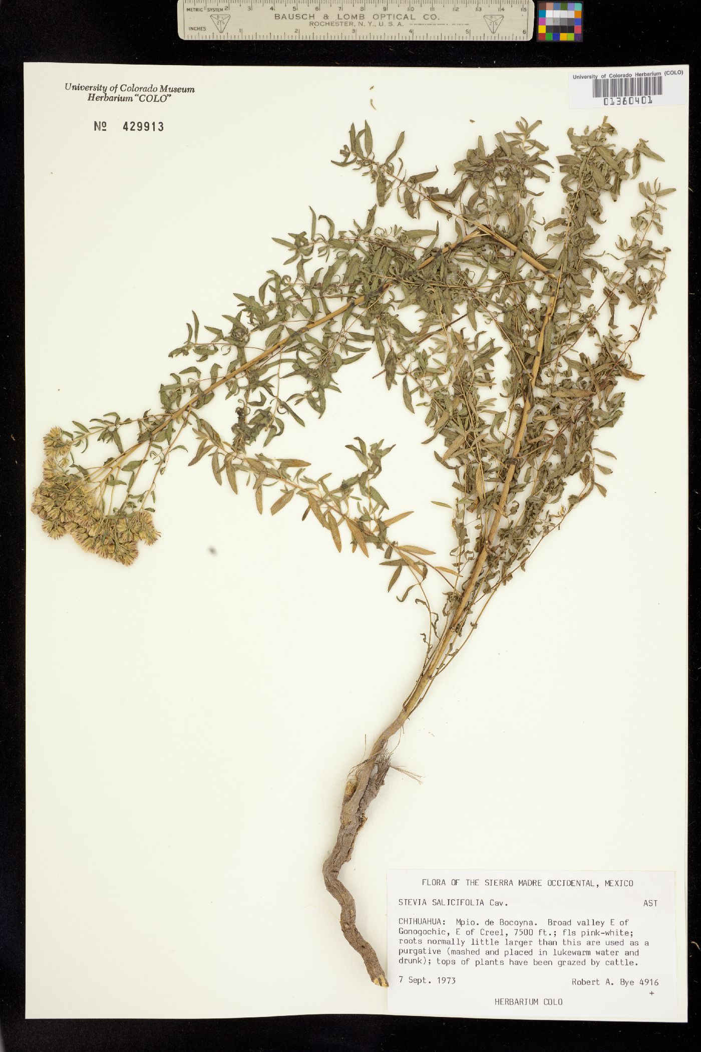 Stevia salicifolia image