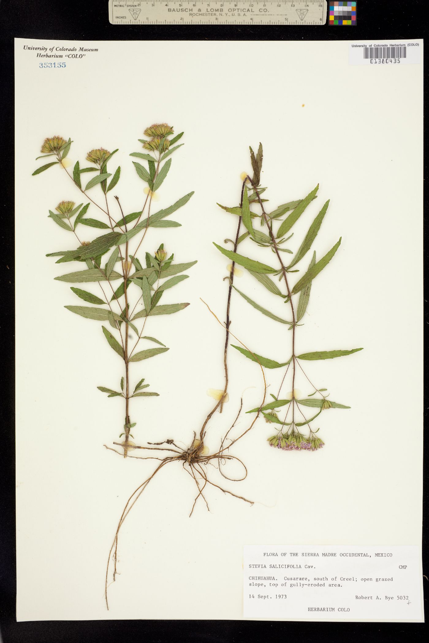 Stevia salicifolia image