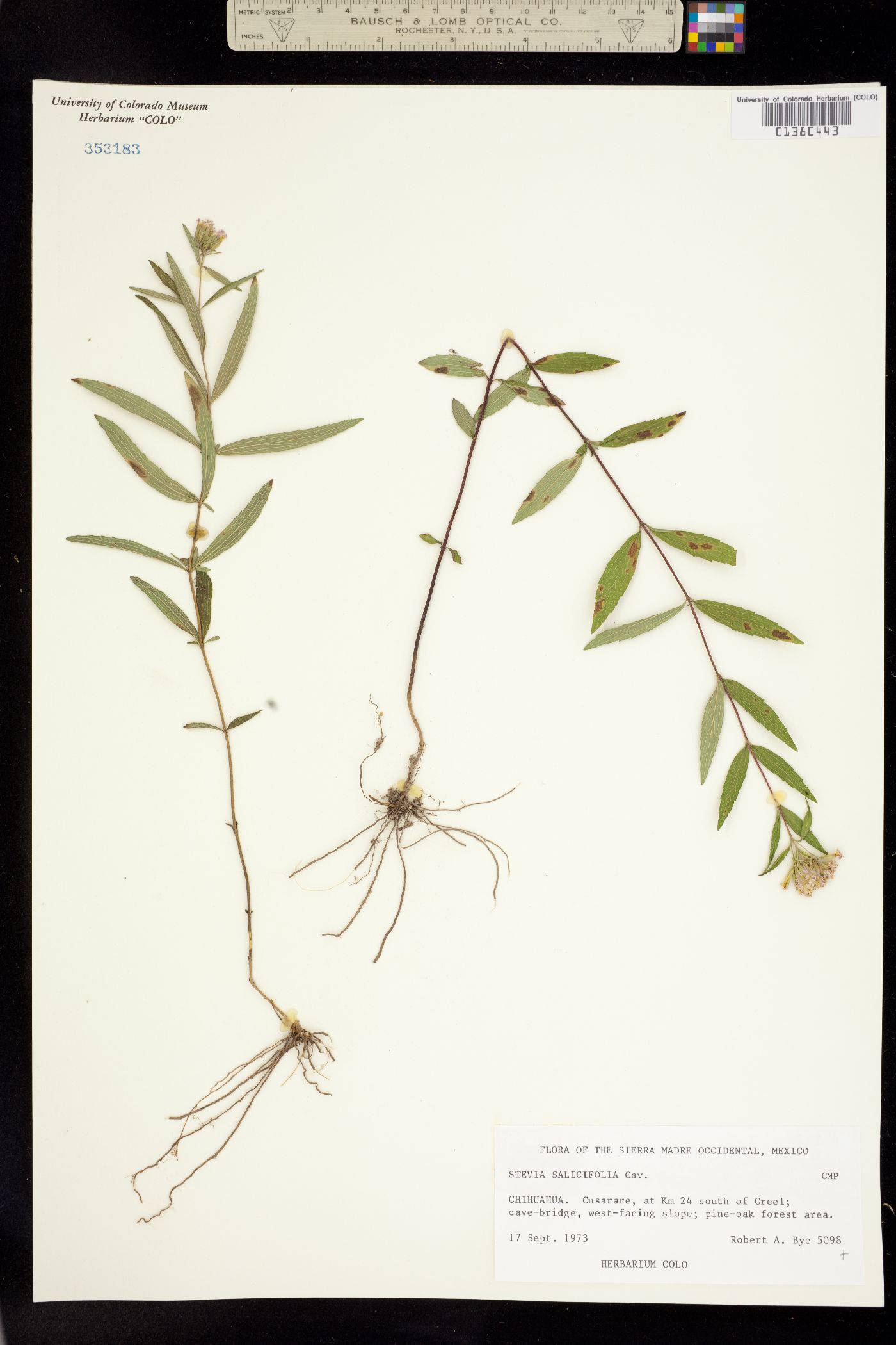 Stevia salicifolia image
