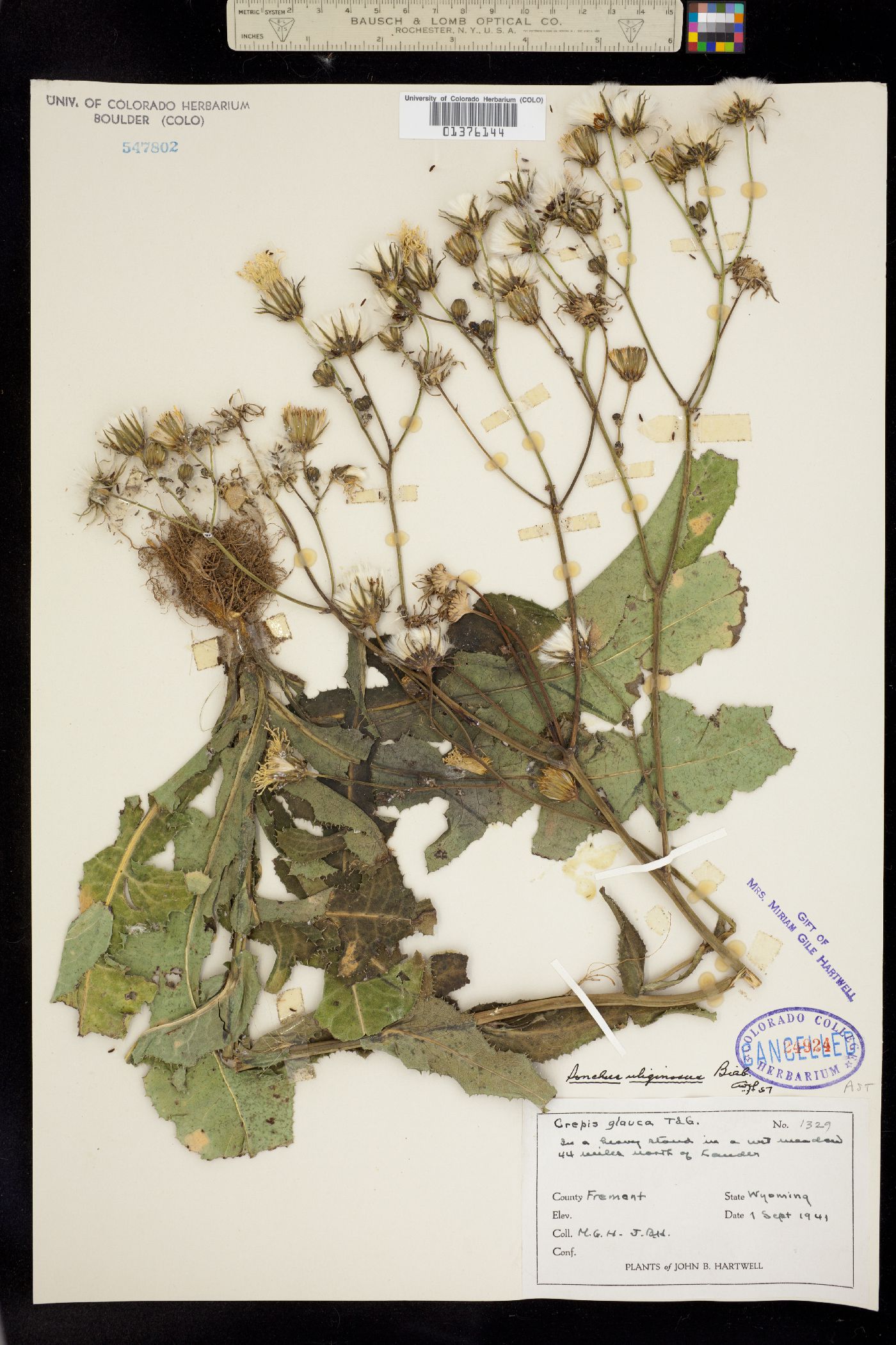 Stevia salicifolia image