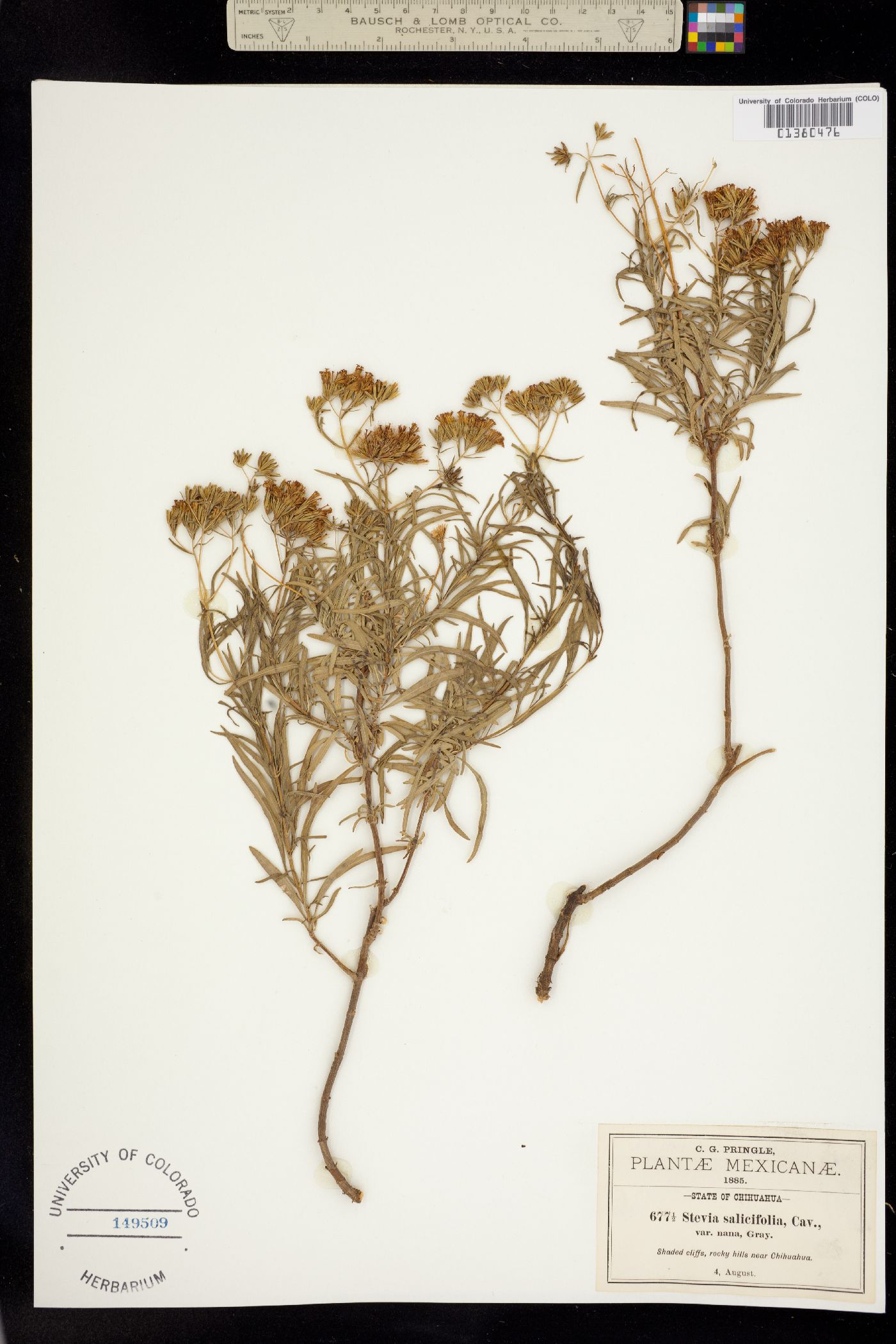 Stevia salicifolia image