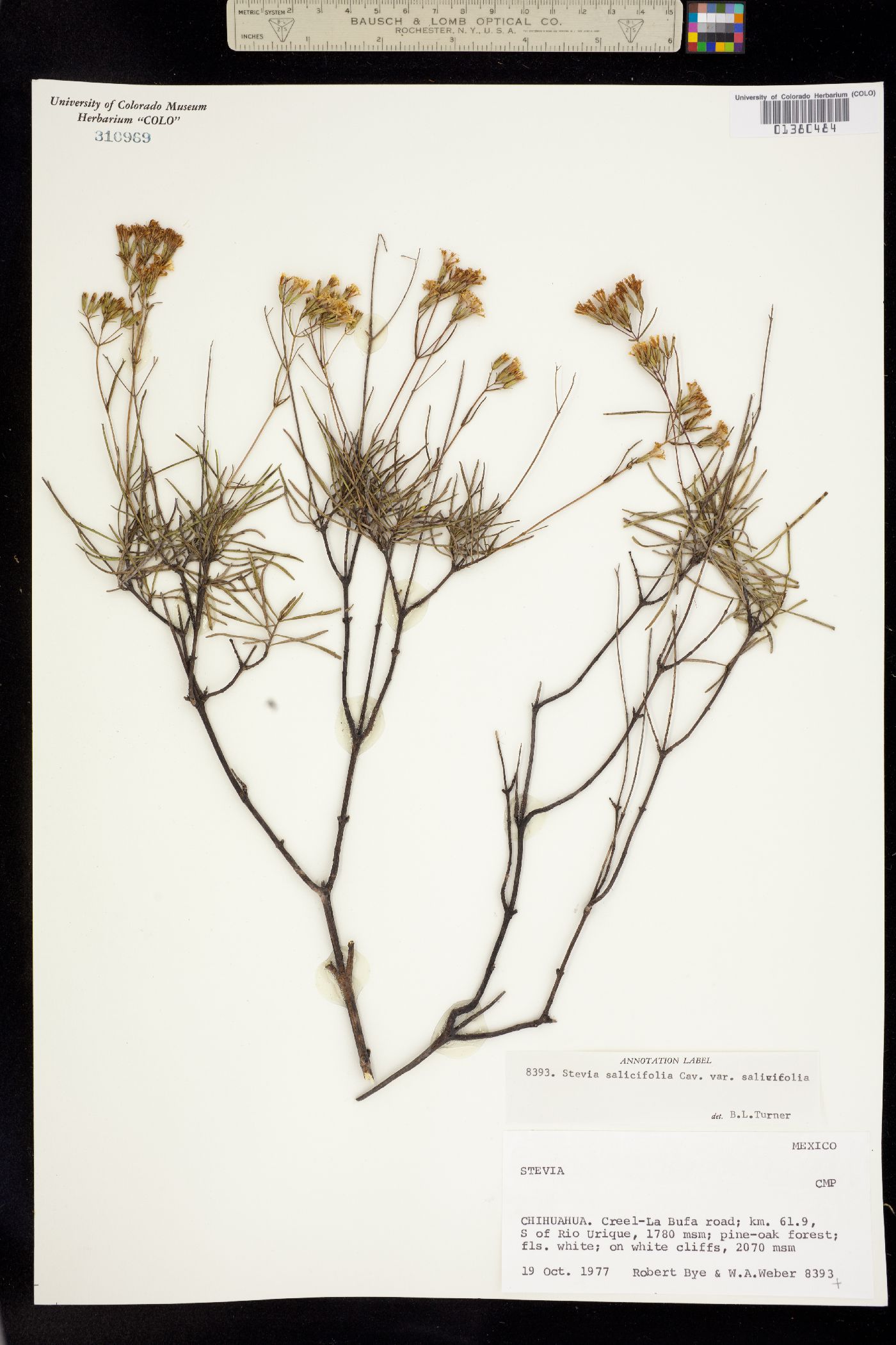 Stevia salicifolia image