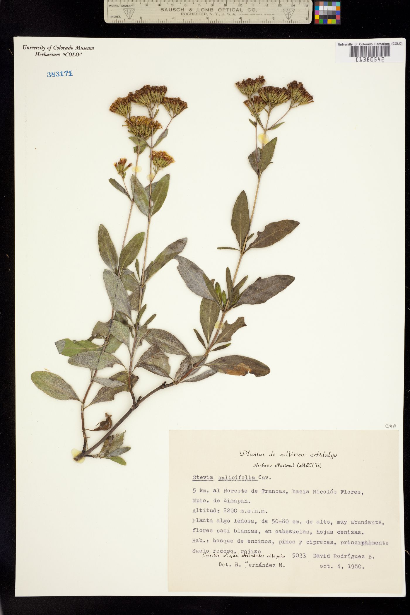 Stevia salicifolia image